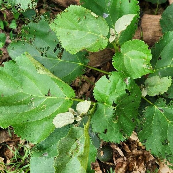 Dombeya burgessiae Fuelha