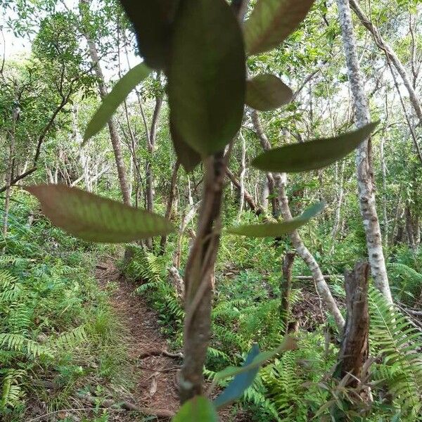 Trichosandra borbonica Habit