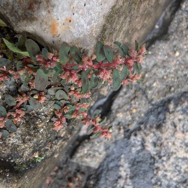 Euphorbia maculata आदत