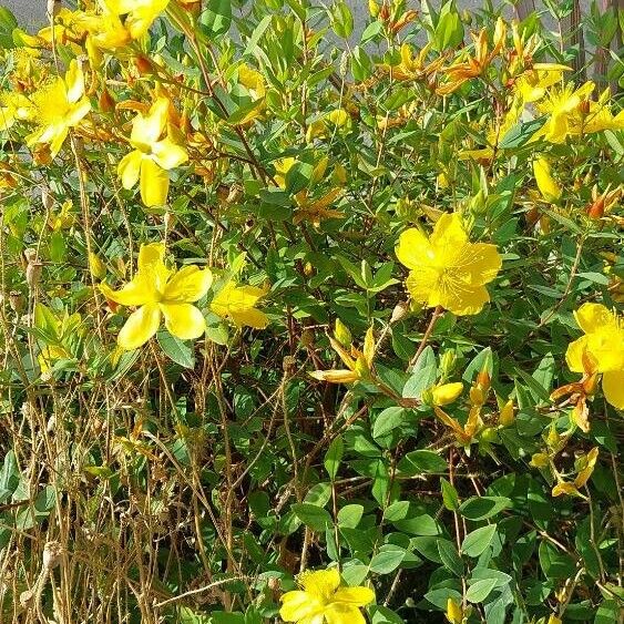 Hypericum patulum Fleur