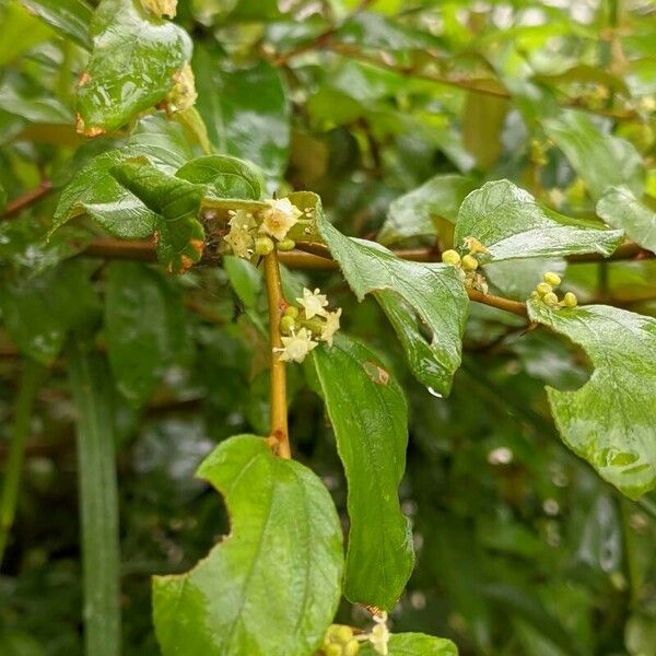 Ziziphus oenopolia Flor