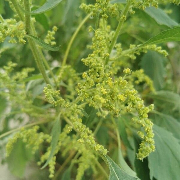 Cyclachaena xanthiifolia Õis