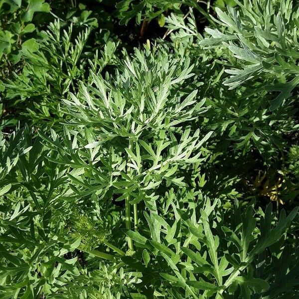 Artemisia absinthium Φύλλο