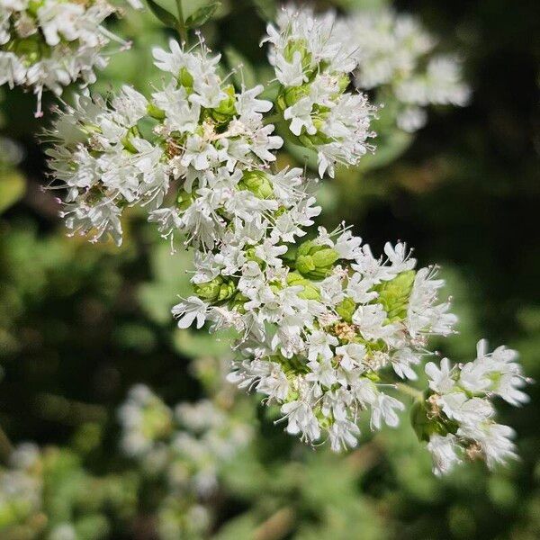 Origanum onites Flower