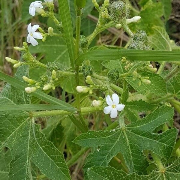 Cnidoscolus urens Flor