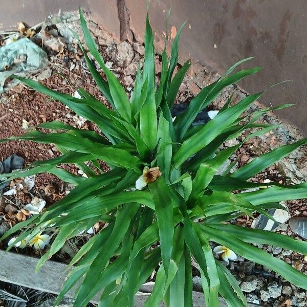 Dracaena angustifolia Levél