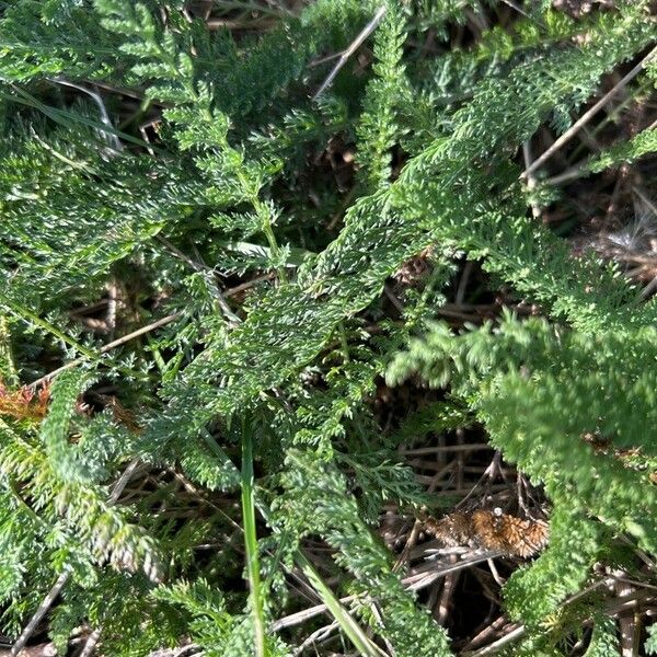 Achillea setacea Liść