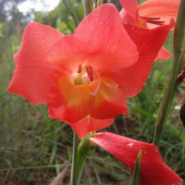 Gladiolus dalenii Blomma