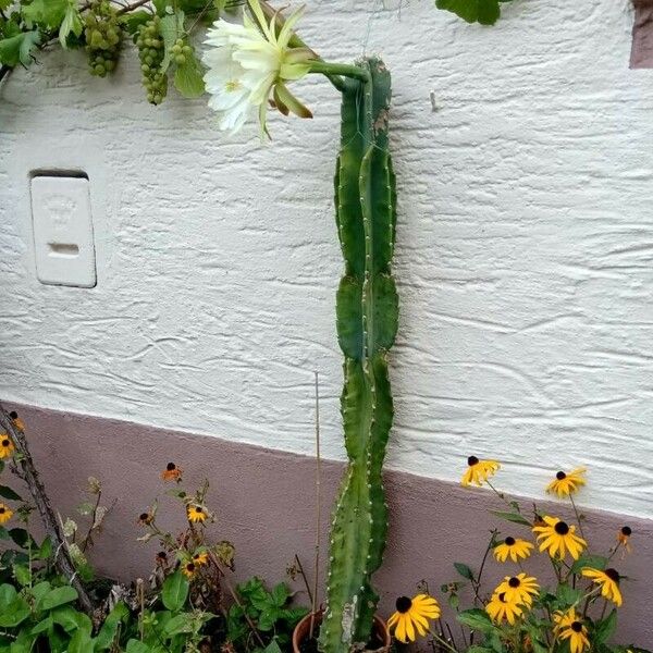 Cereus hexagonus Συνήθη χαρακτηριστικά