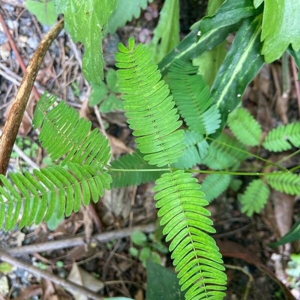 Mimosa quadrivalvis 葉