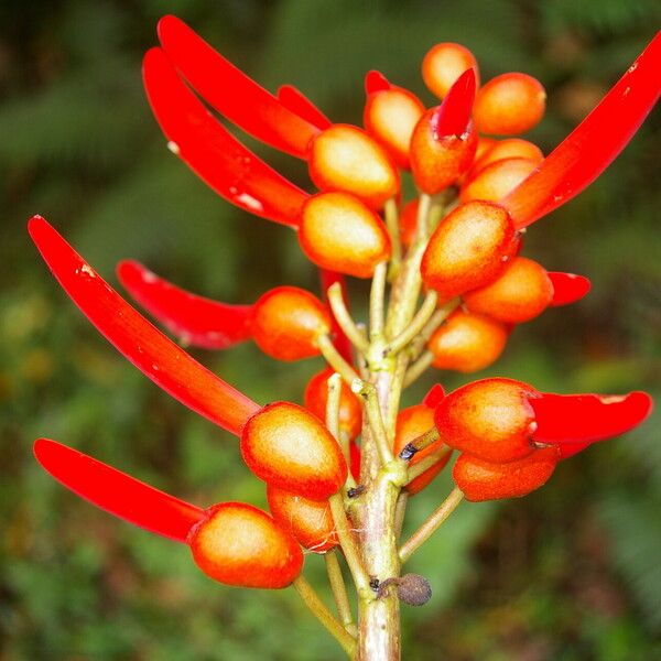 Erythrina globocalyx Cvet