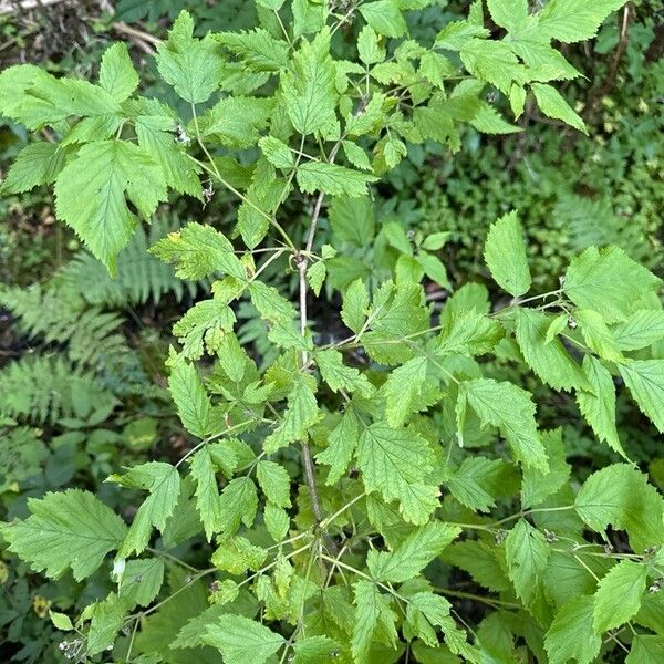 Rubus occidentalis Blatt