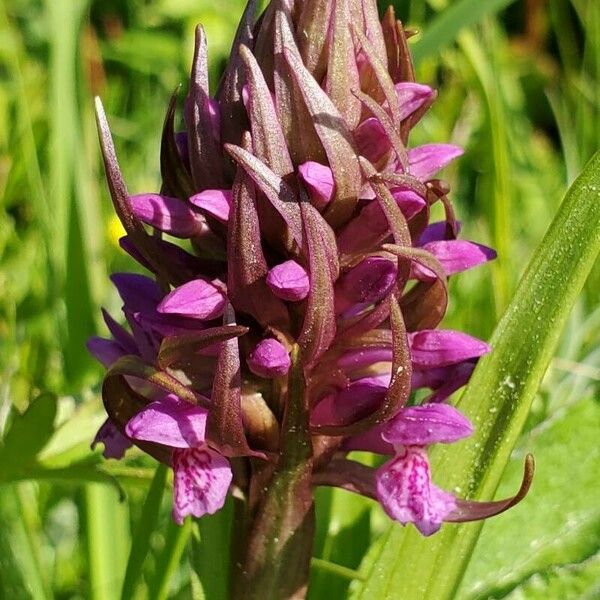 Dactylorhiza incarnata Žiedas