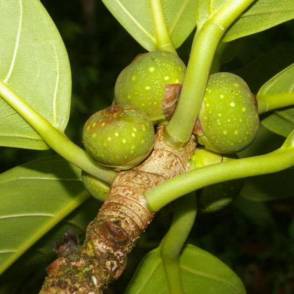 Ficus obtusifolia Листок