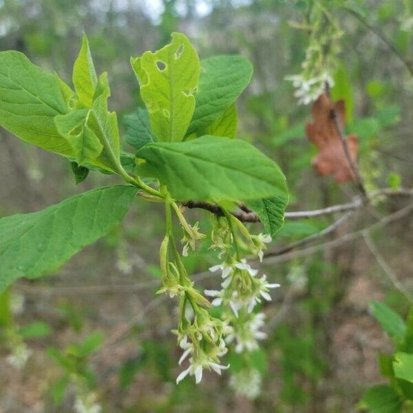 Oemleria cerasiformis 葉