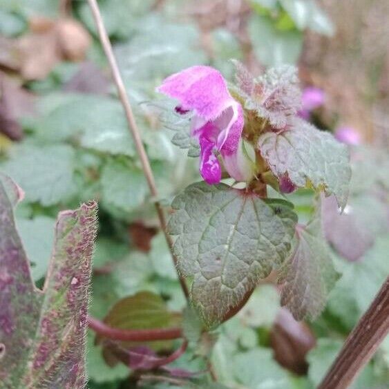 Lamium maculatum Flower