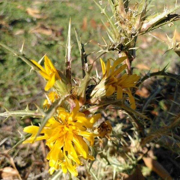 Scolymus hispanicus Λουλούδι