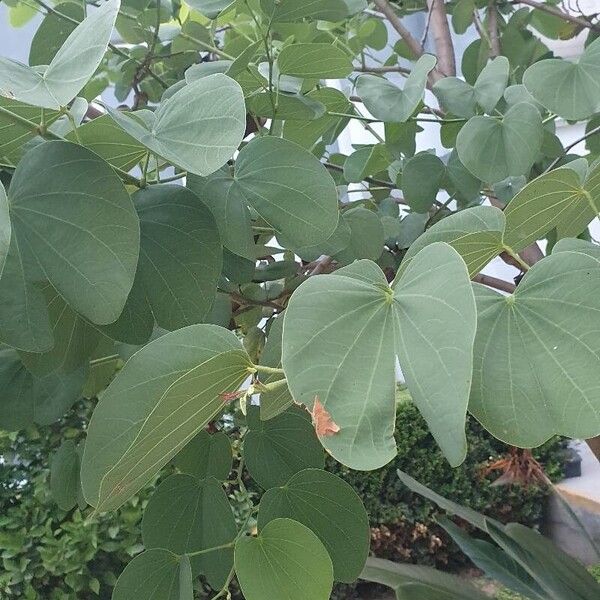 Bauhinia purpurea Leaf