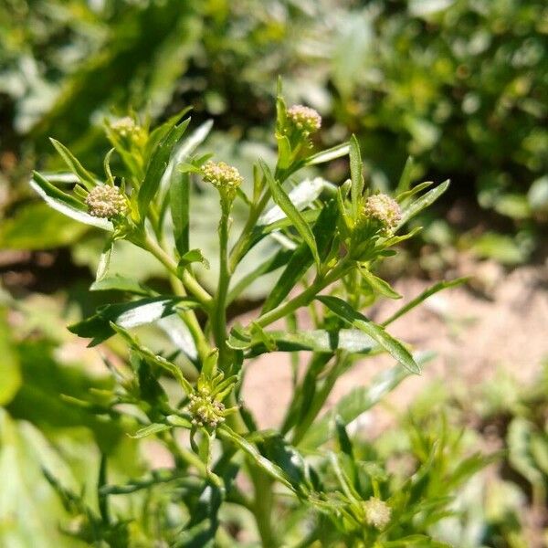 Lepidium densiflorum Flor