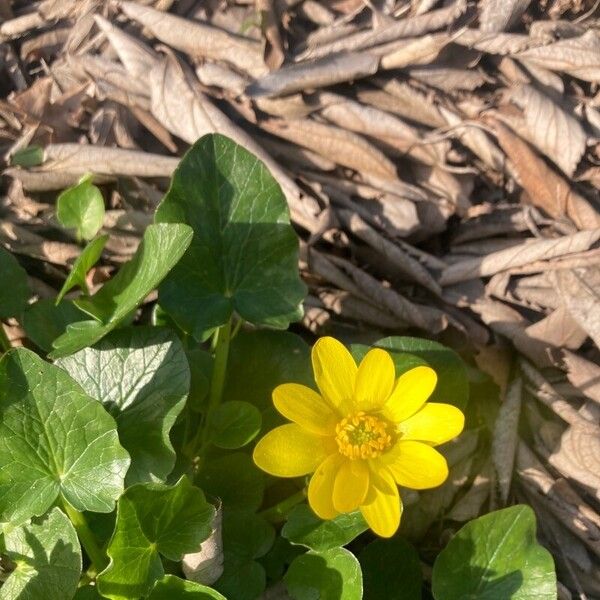 Ficaria verna ফুল