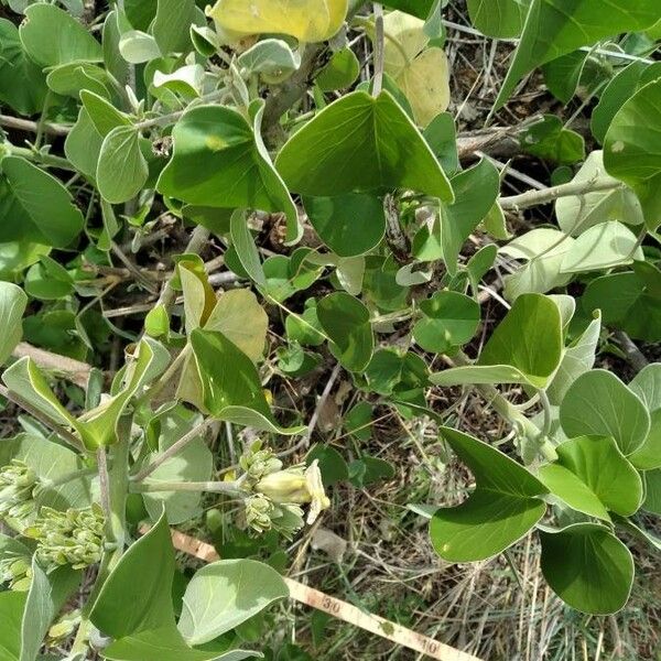 Ipomoea spathulata Цвят