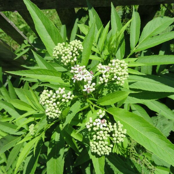 Sambucus ebulus Flower