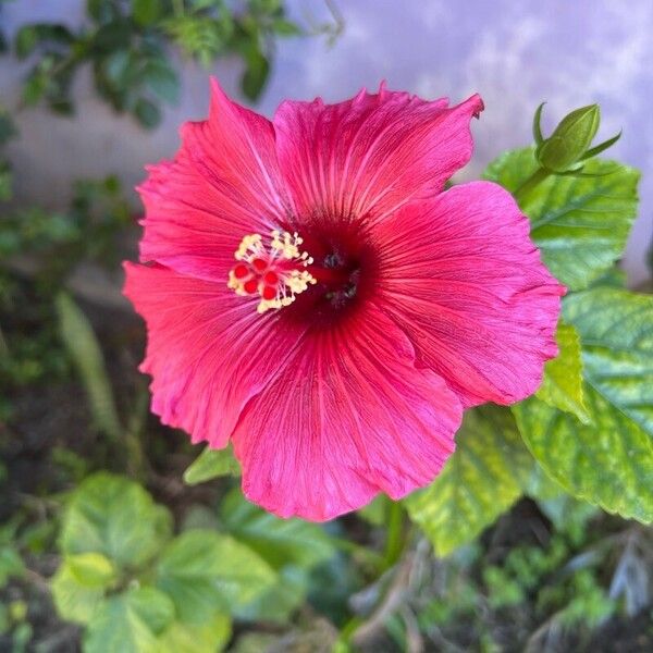 Hibiscus fragilis Kwiat