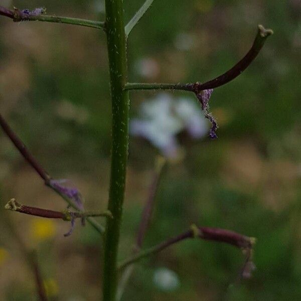 Diplotaxis erucoides Fruit