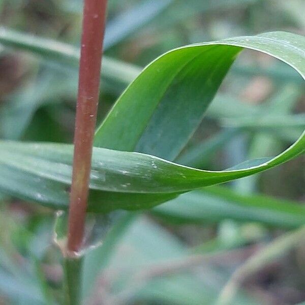 Setaria verticillata Φύλλο