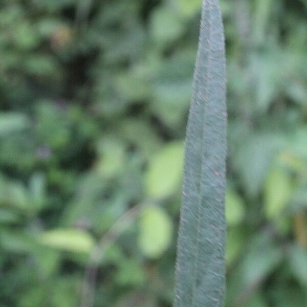 Sida linifolia Folha