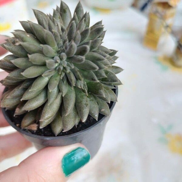 Sinocrassula yunnanensis Flower