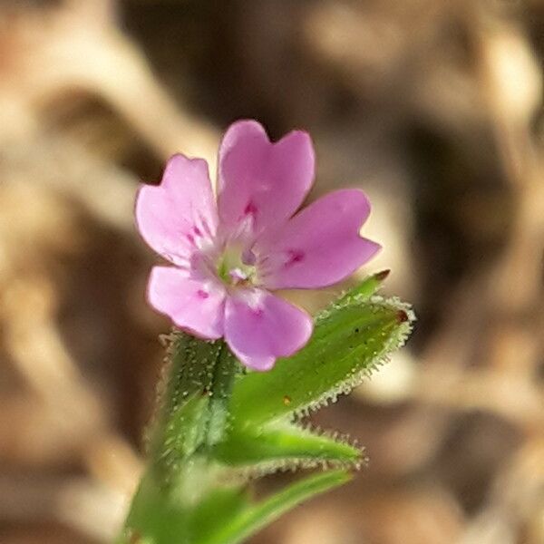 Dianthus nudiflorus Blüte