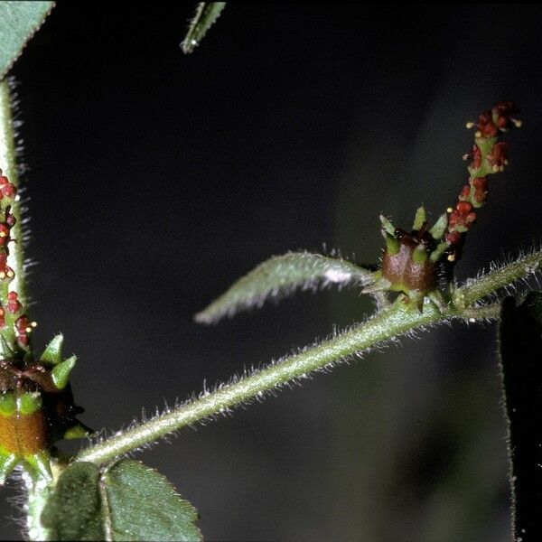 Microstachys corniculata Кветка