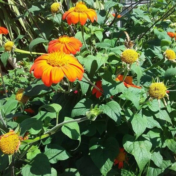 Tithonia rotundifolia Flor