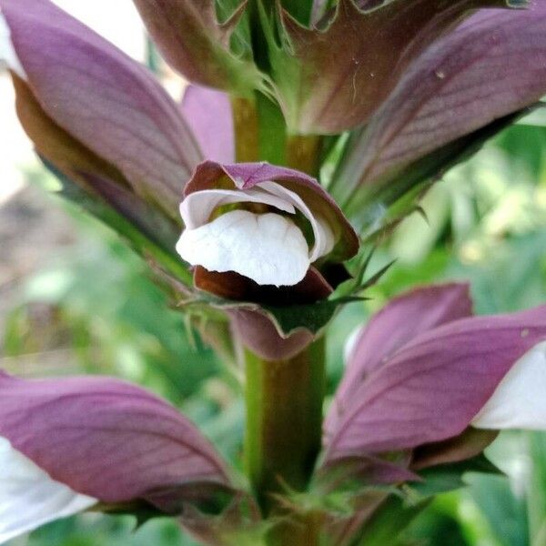 Acanthus spinosus Цвят