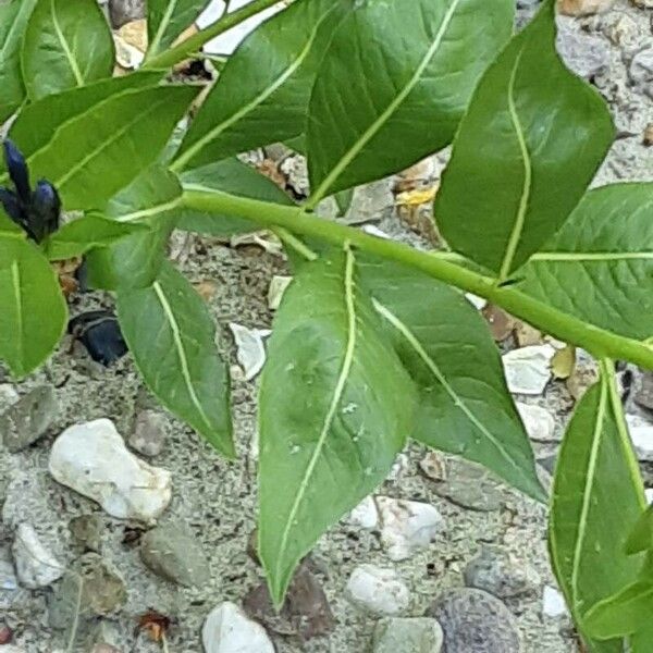 Amsonia tabernaemontana Casca