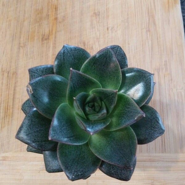 Echeveria purpusiorum Folha