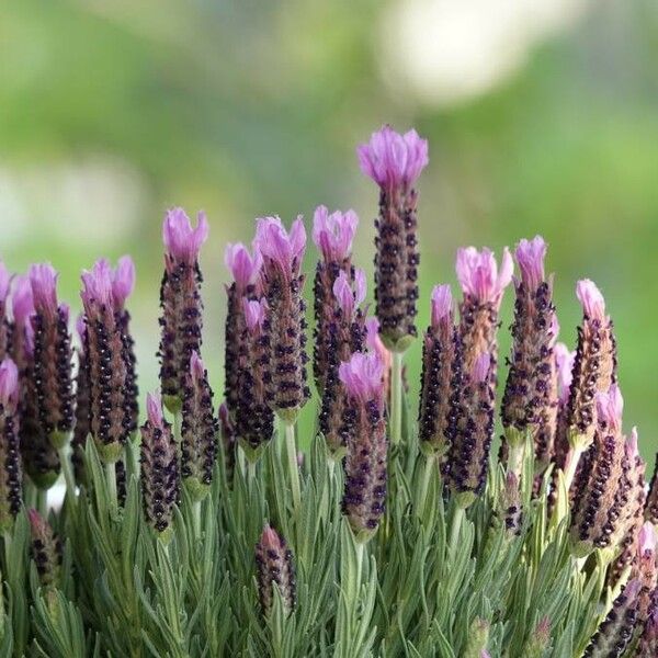 Lavandula stoechas Λουλούδι