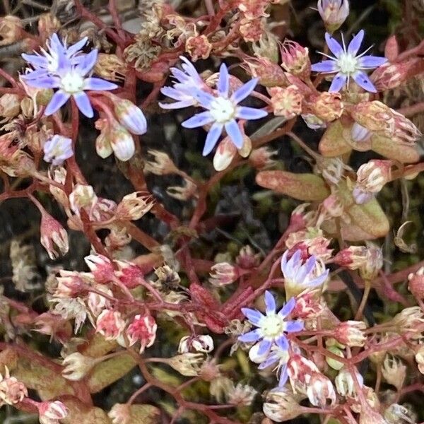 Sedum caeruleum Květ