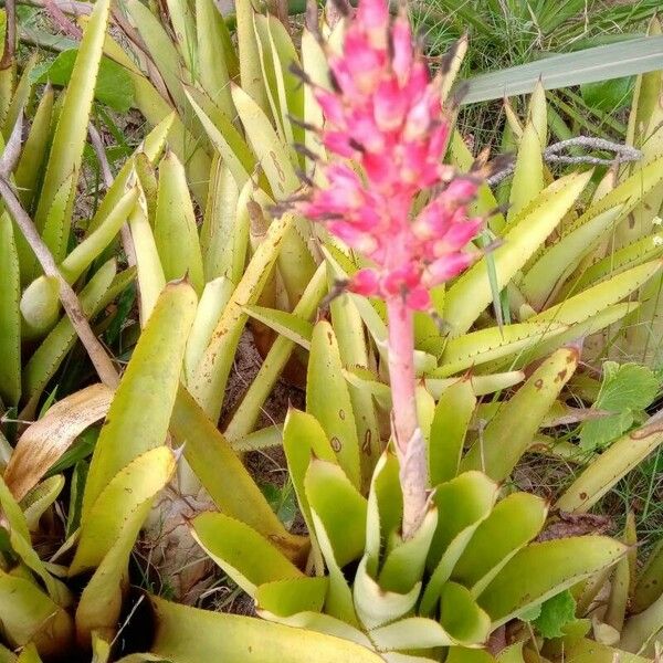 Aechmea distichantha Flower