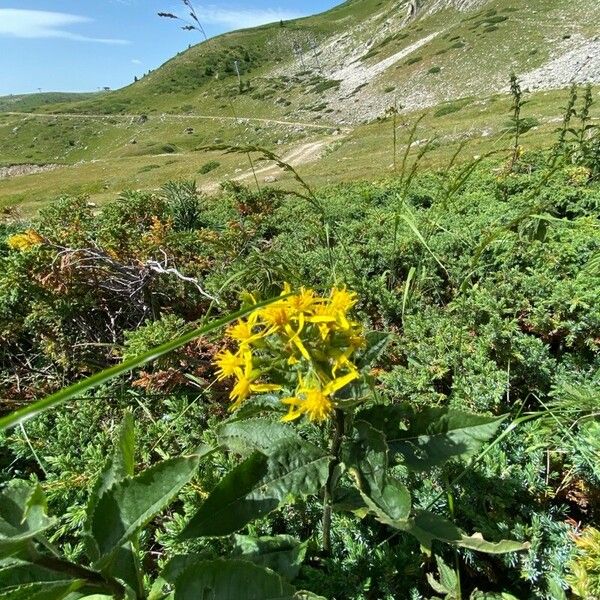 Senecio hercynicus Хабит