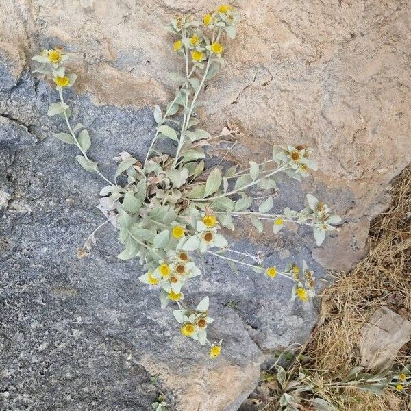 Pentanema verbascifolium Fuelha