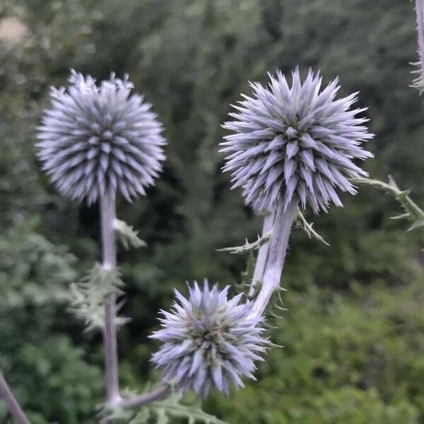 Echinops sphaerocephalus Цветок