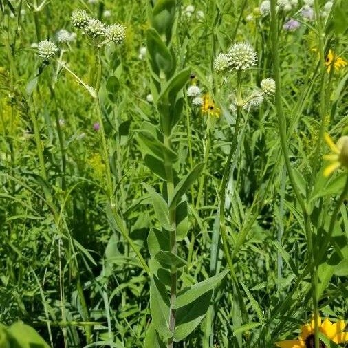 Silphium integrifolium পাতা