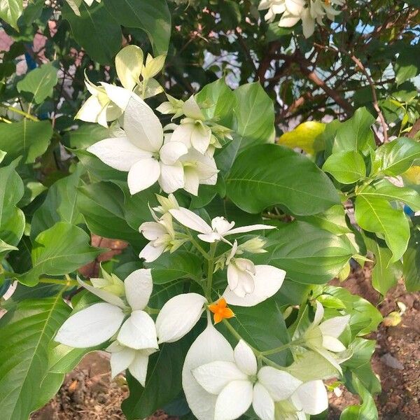 Mussaenda philippica Flors