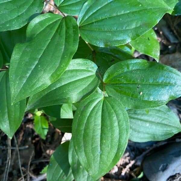 Prosartes smithii Hoja