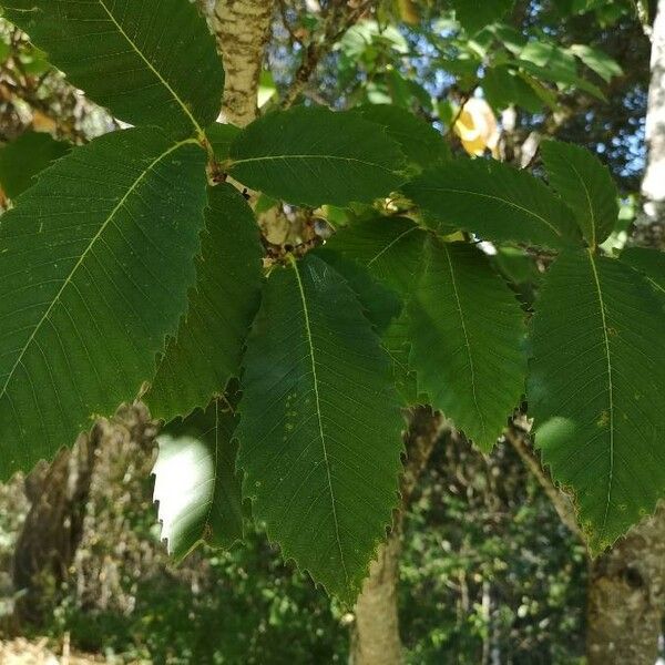 Castanea sativa Φύλλο