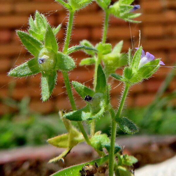 Campanula erinus Habitatea