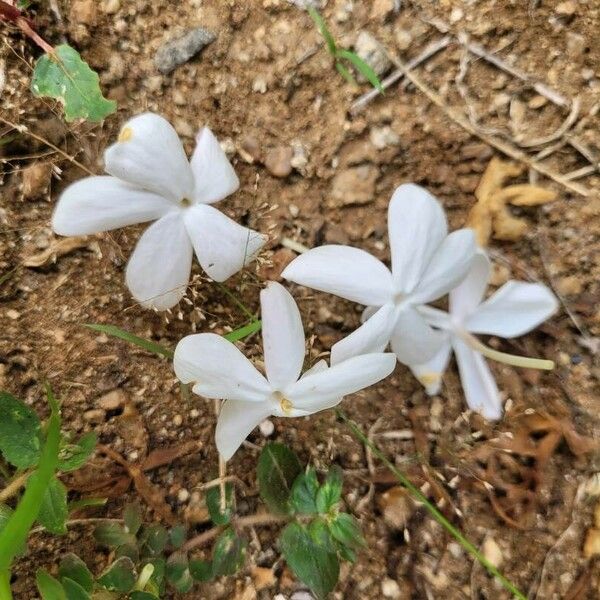 Jasminum grandiflorum Flower