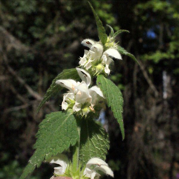 Lamium flexuosum Floro